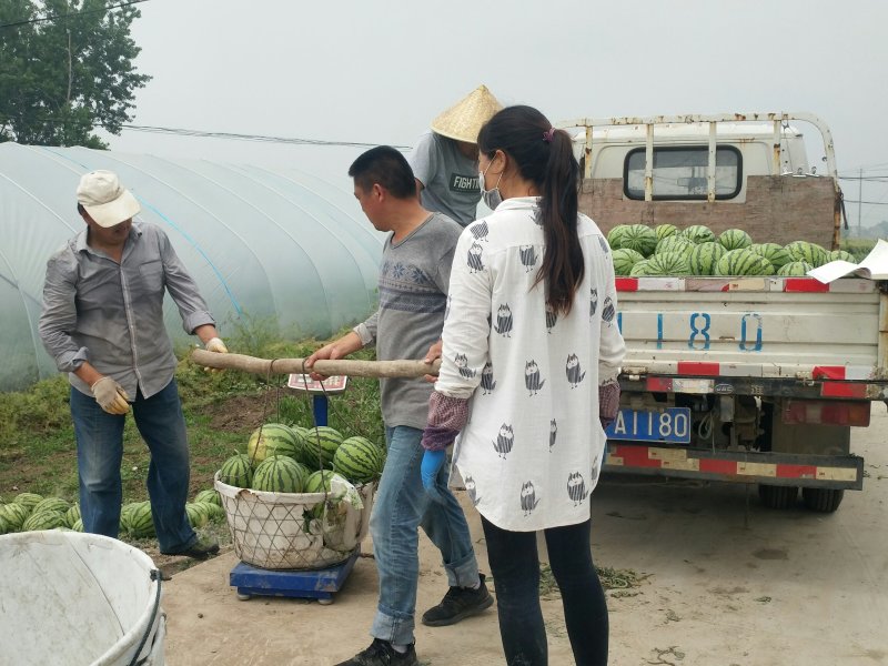 特大喜讯，正宗8424西瓜🍉开园了！欢迎预订，