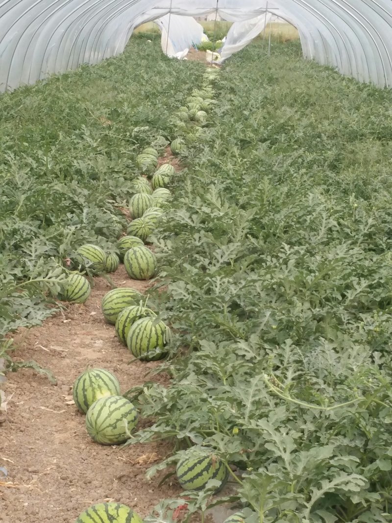 特大喜讯，正宗8424西瓜🍉开园了！欢迎预订，