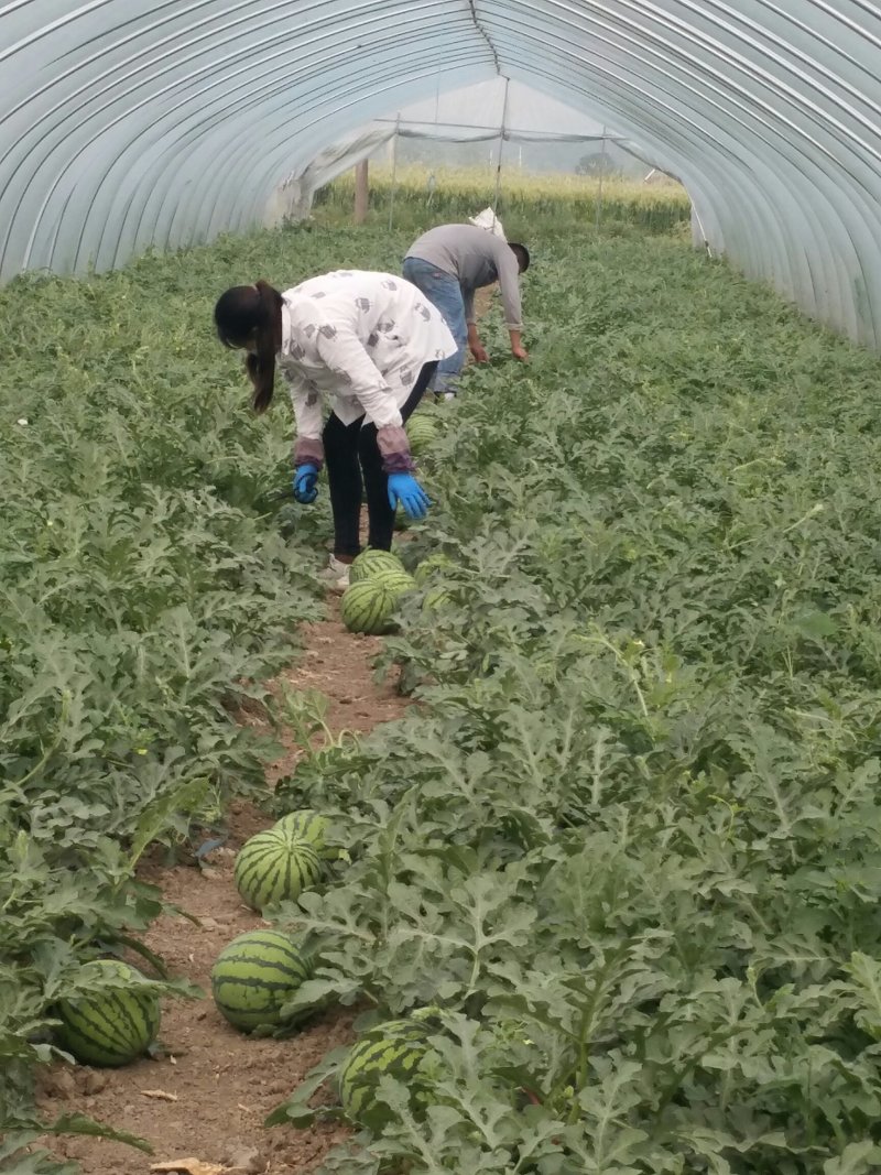 特大喜讯，正宗8424西瓜🍉开园了！欢迎预订，
