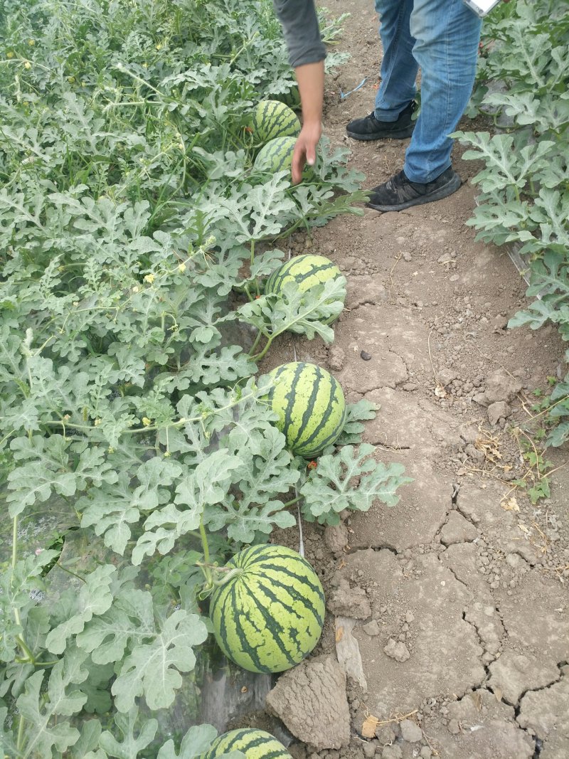 特大喜讯，正宗8424西瓜🍉开园了！欢迎预订，