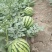 特大喜讯，正宗8424西瓜🍉开园了！欢迎预订，