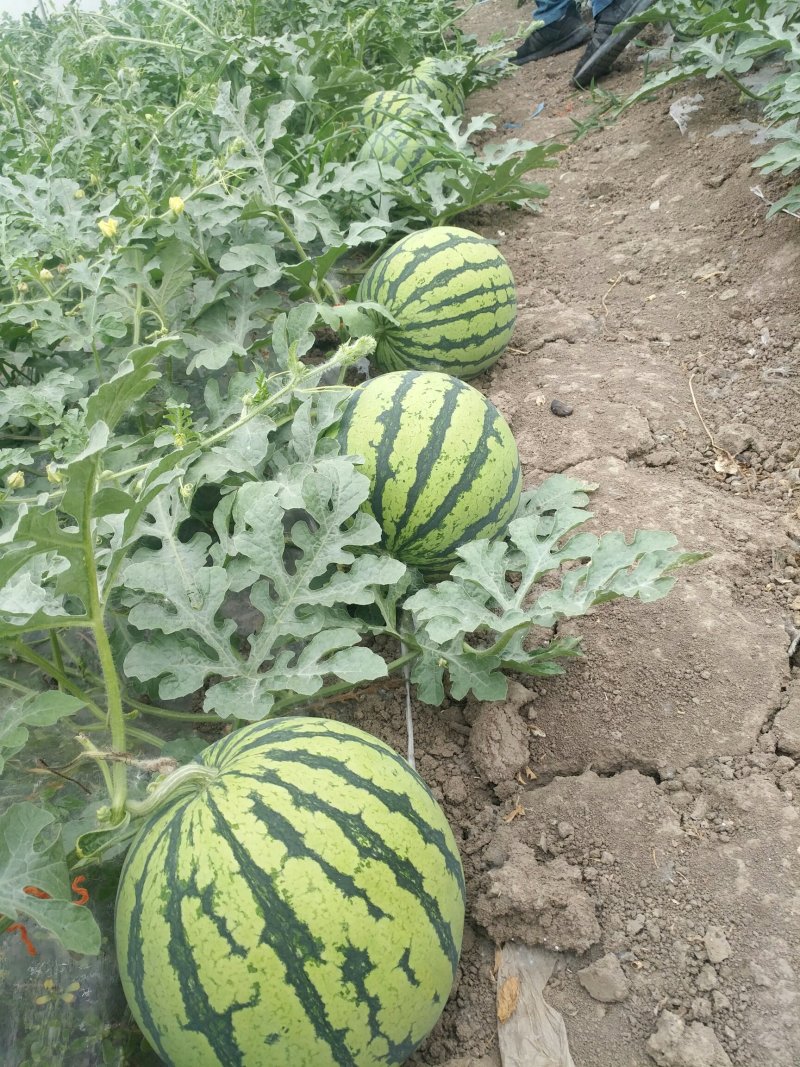 特大喜讯，正宗8424西瓜🍉开园了！欢迎预订，