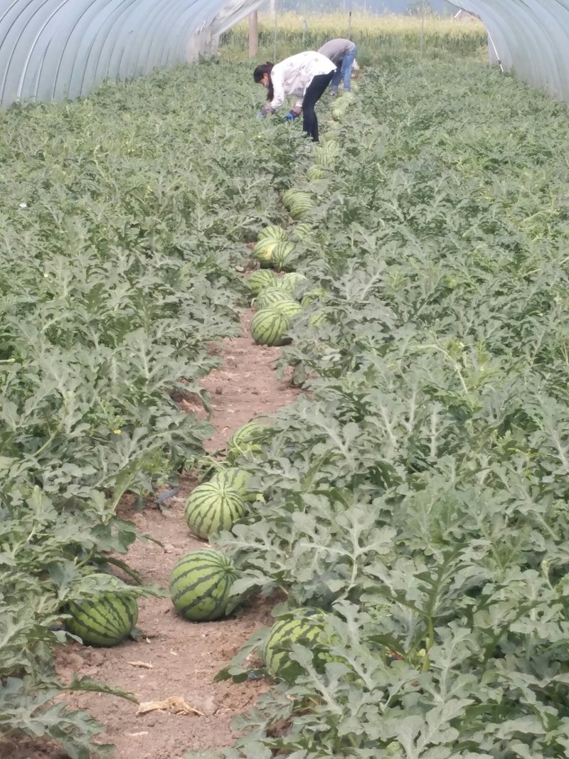 特大喜讯，正宗8424西瓜🍉开园了！欢迎预订，
