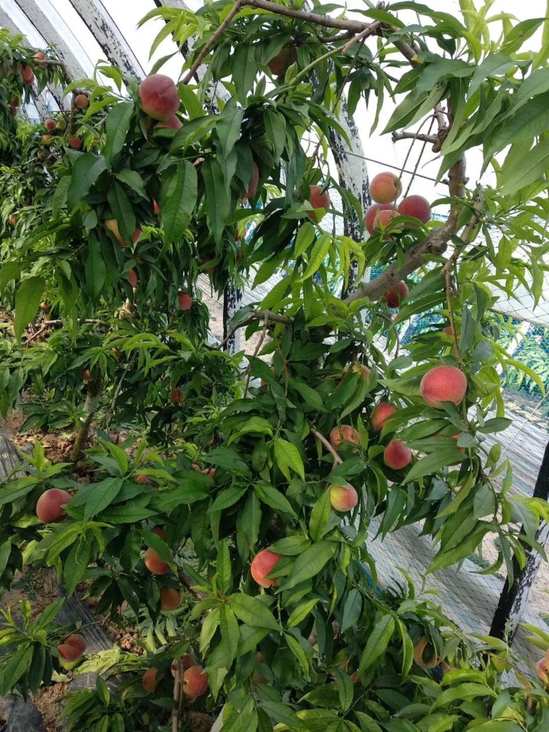 砀山中油油桃48油桃黄肉口感甜代发全国各地渠道可视频