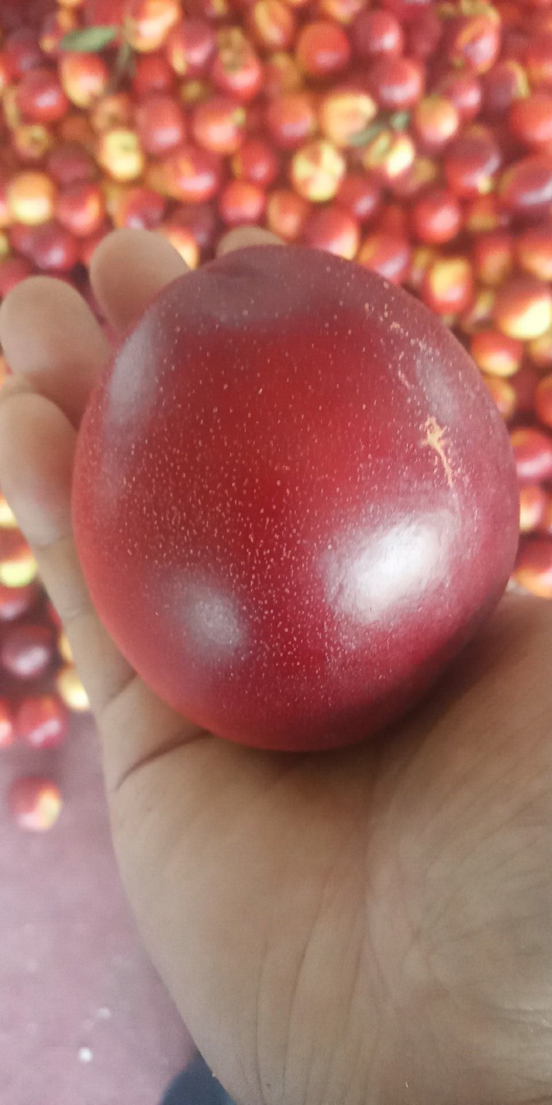 大棚油桃