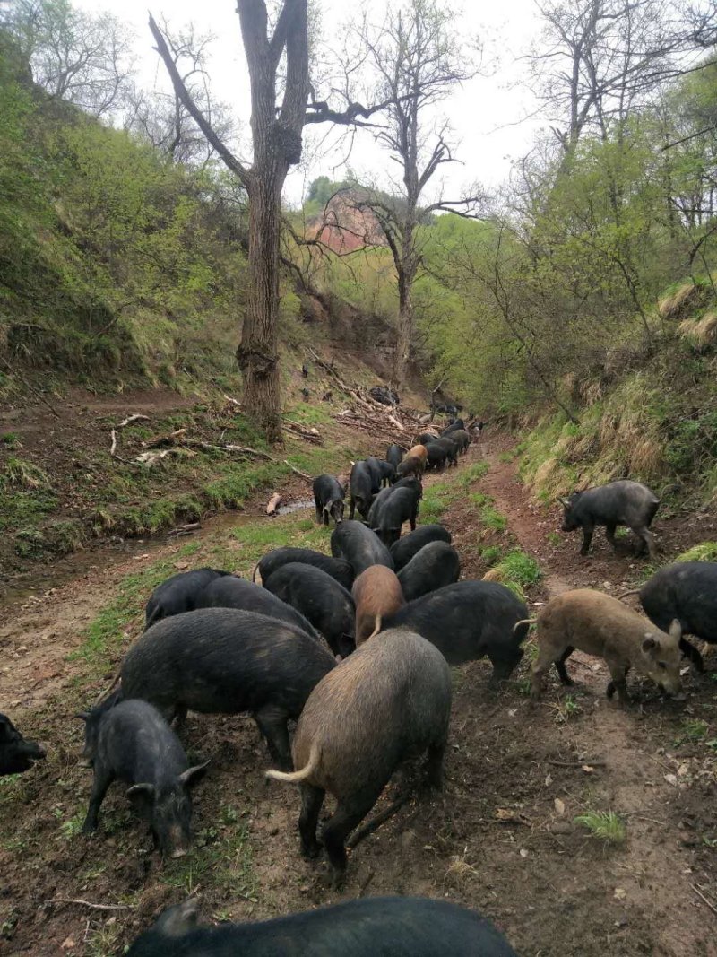 野生放养山猪肉