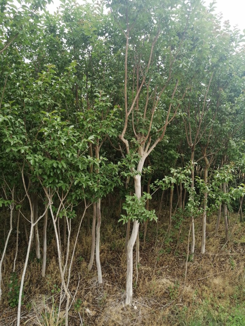 速生紫薇5公分