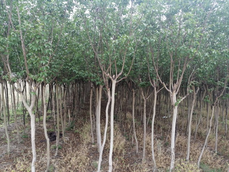 速生紫薇5公分