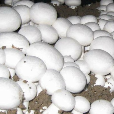 一级双孢菇大量上市