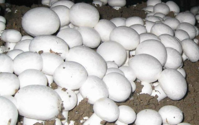 一级双孢菇大量上市