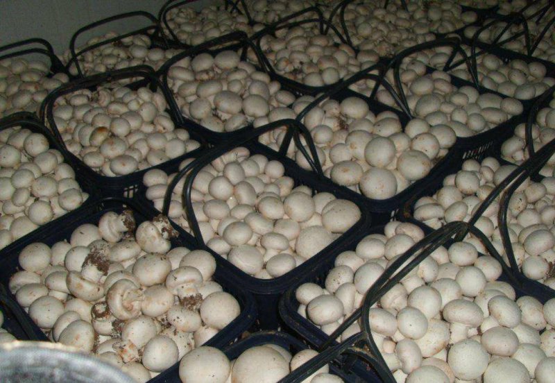 一级双孢菇大量上市