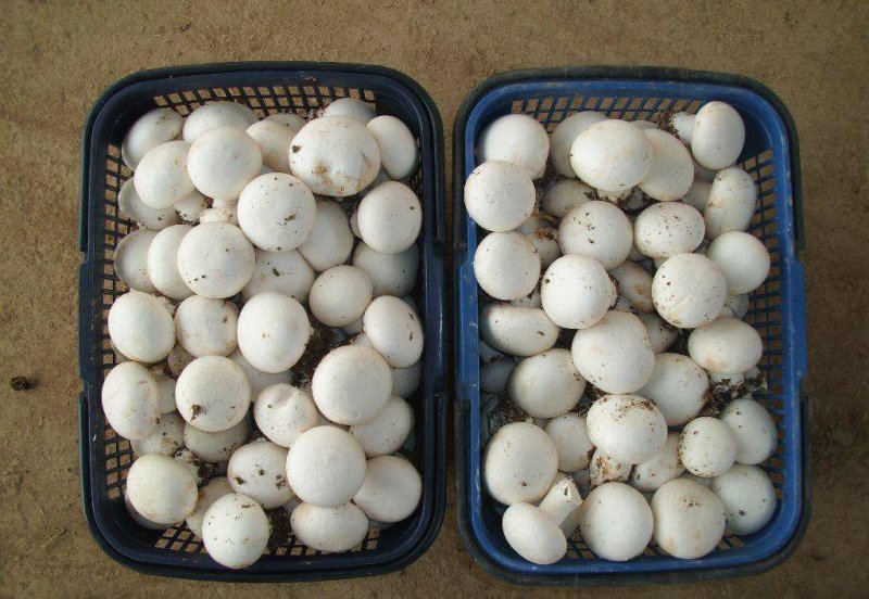 一级双孢菇大量上市