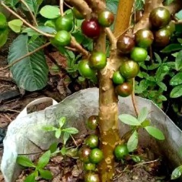 四季嘉宝果苗一年四季开花结果带果带花包邮发货