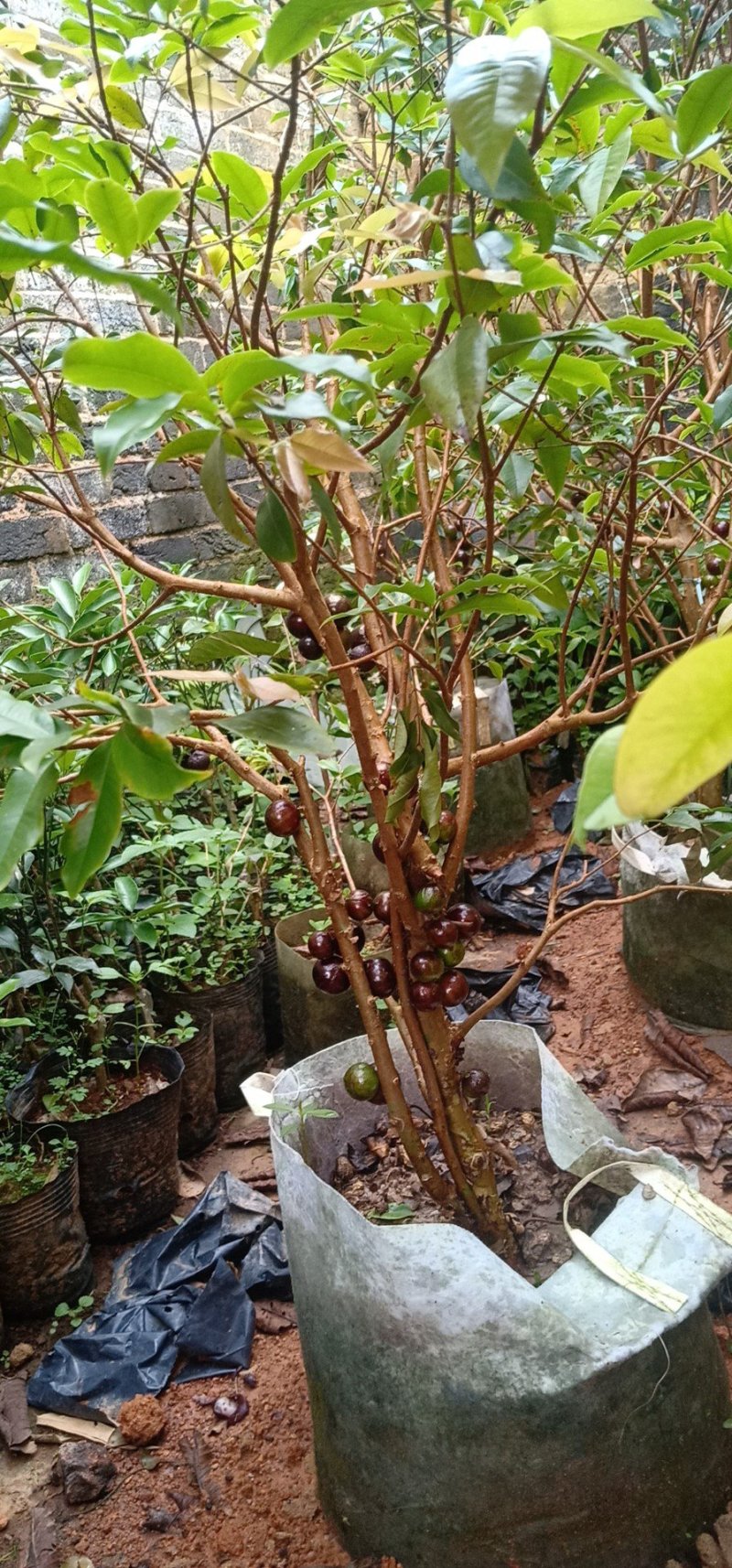 四季嘉宝果苗一年四季开花结果带果带花包邮发货