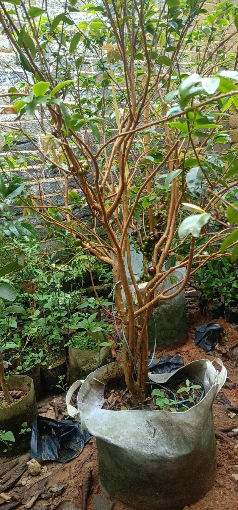 四季嘉宝果苗一年四季开花结果带果带花包邮发货