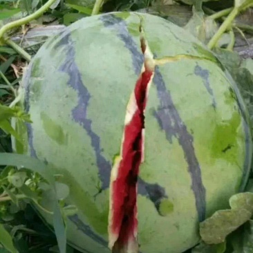 费县西瓜，甜王西瓜果肉紧实爽口多汁，山东费县甜王西瓜