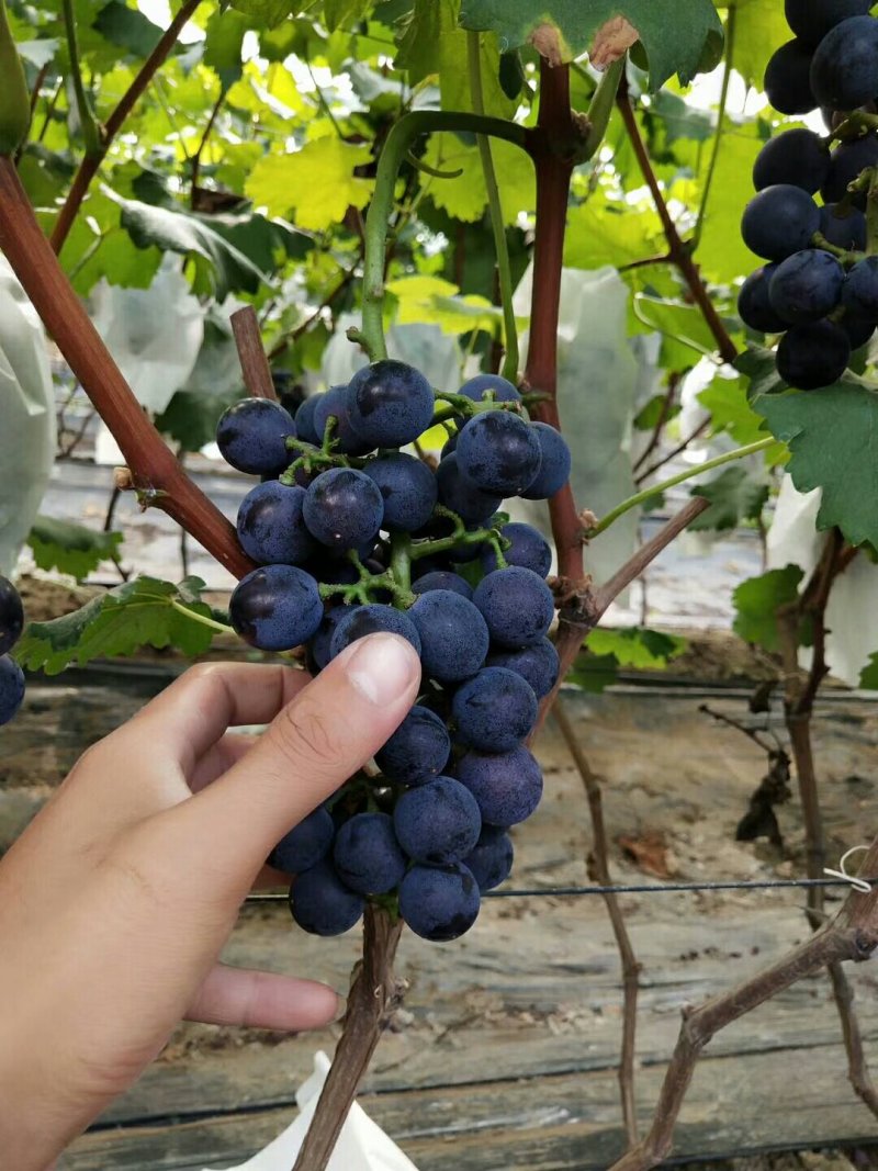 黑珍珠葡萄