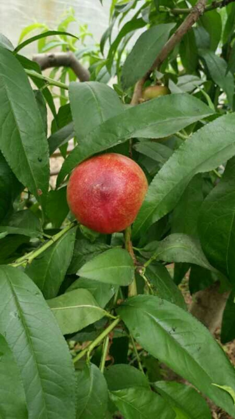 油桃3两以上