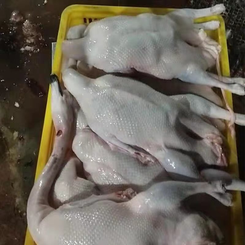 清远黑棕鹅肉鹅大量供应现杀现送