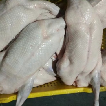 清远黑棕鹅肉鹅大量供应现杀现送