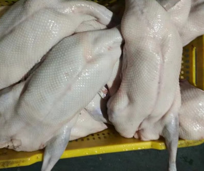 清远黑棕鹅肉鹅大量供应现杀现送