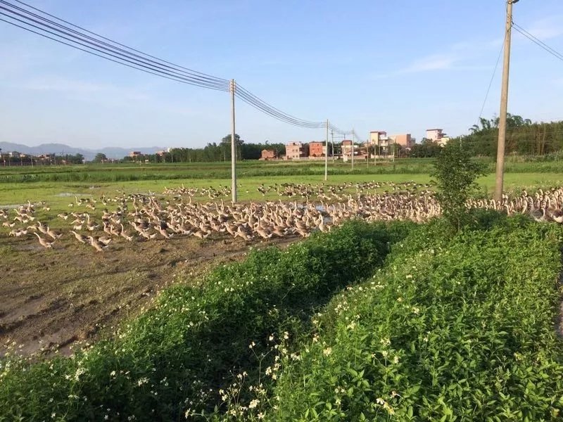 清远黑棕鹅肉鹅大量供应现杀现送