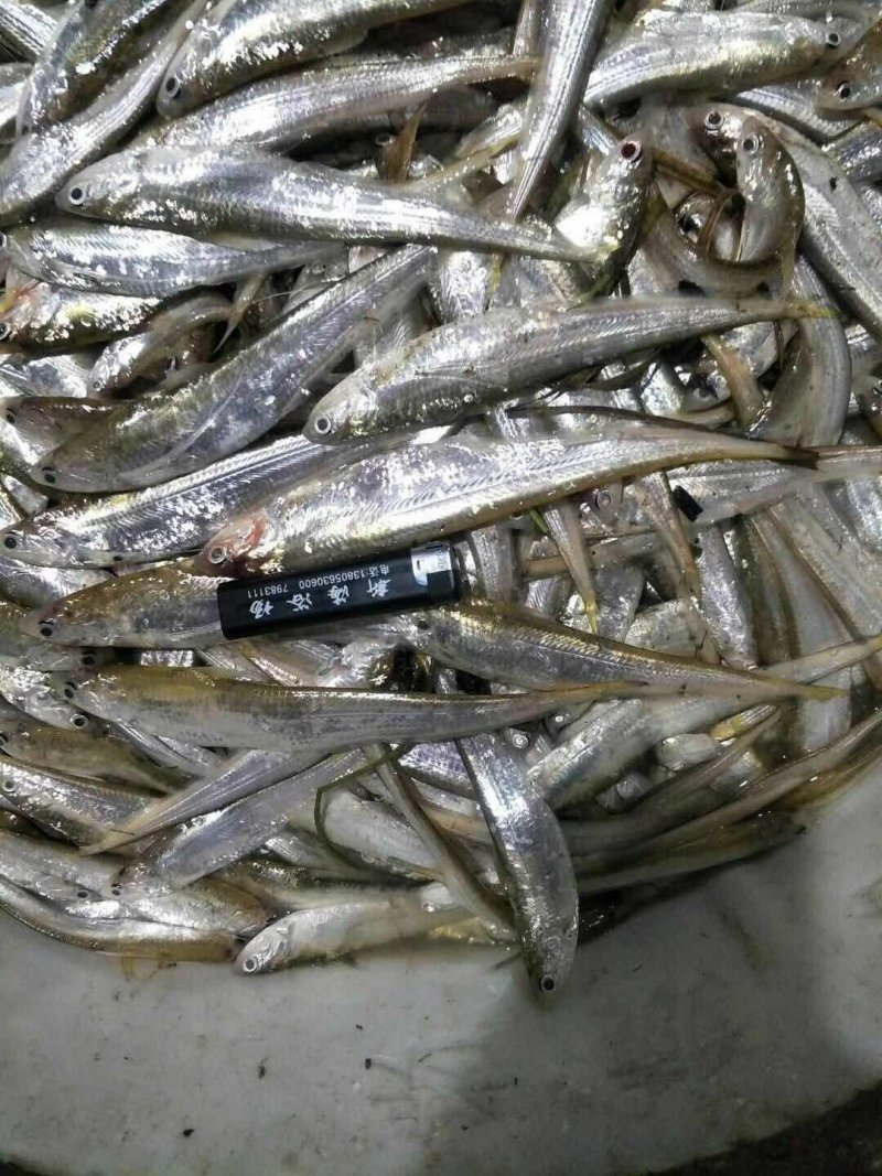 毛刀鱼