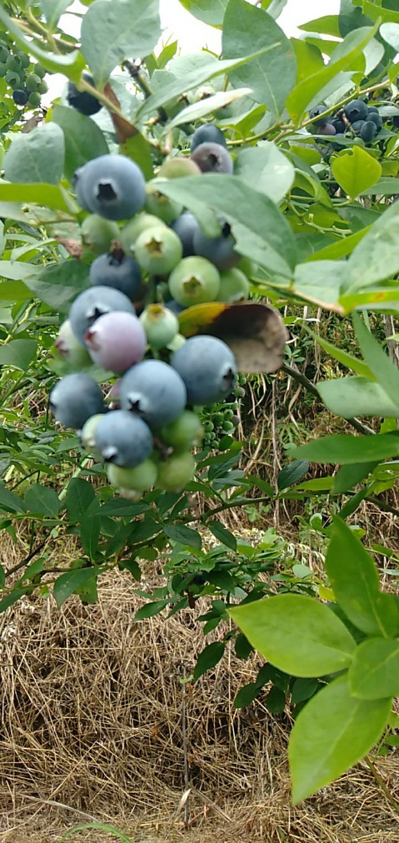 蓝莓，蓝莓鲜果，香猪肉，种香猪，小香猪等