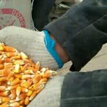 陕北宝塔区干玉米，696大量有货