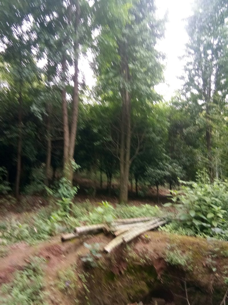 苗圃供应银杏树12到30公分，欢迎光临考察