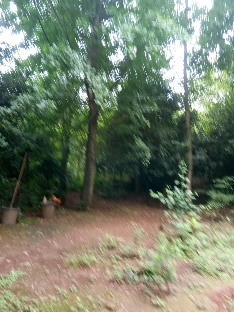 苗圃供应银杏树12到30公分，欢迎光临考察