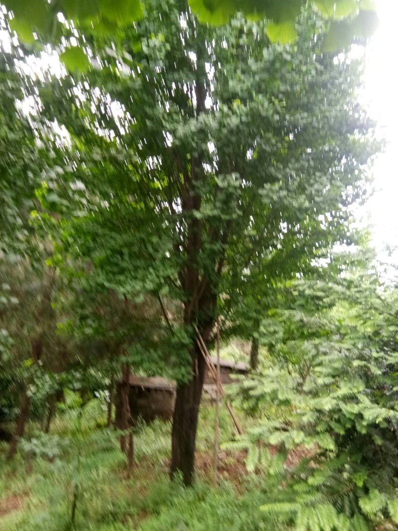 苗圃供应银杏树12到30公分，欢迎光临考察