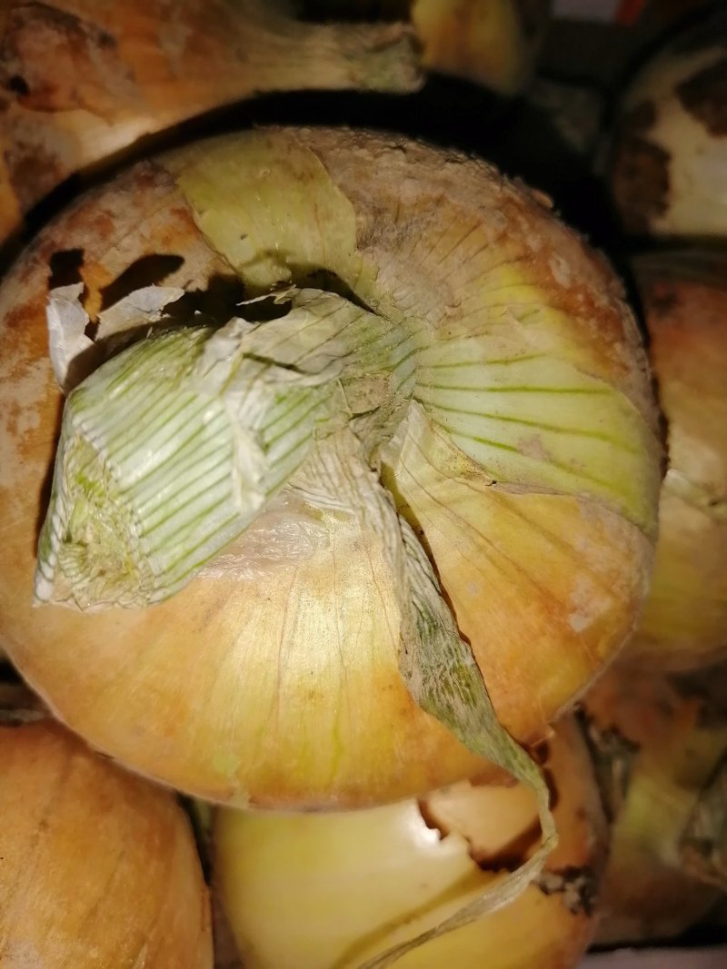 品种黄葱大量分拣包装供应