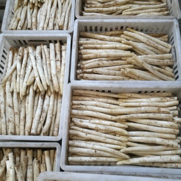 芦笋白芦笋一级笋超市电商供一件代发基地种植包邮