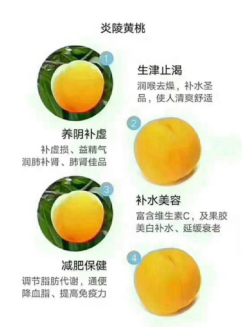 湖南炎陵黄桃基地直销，欢迎团购电商批发合作