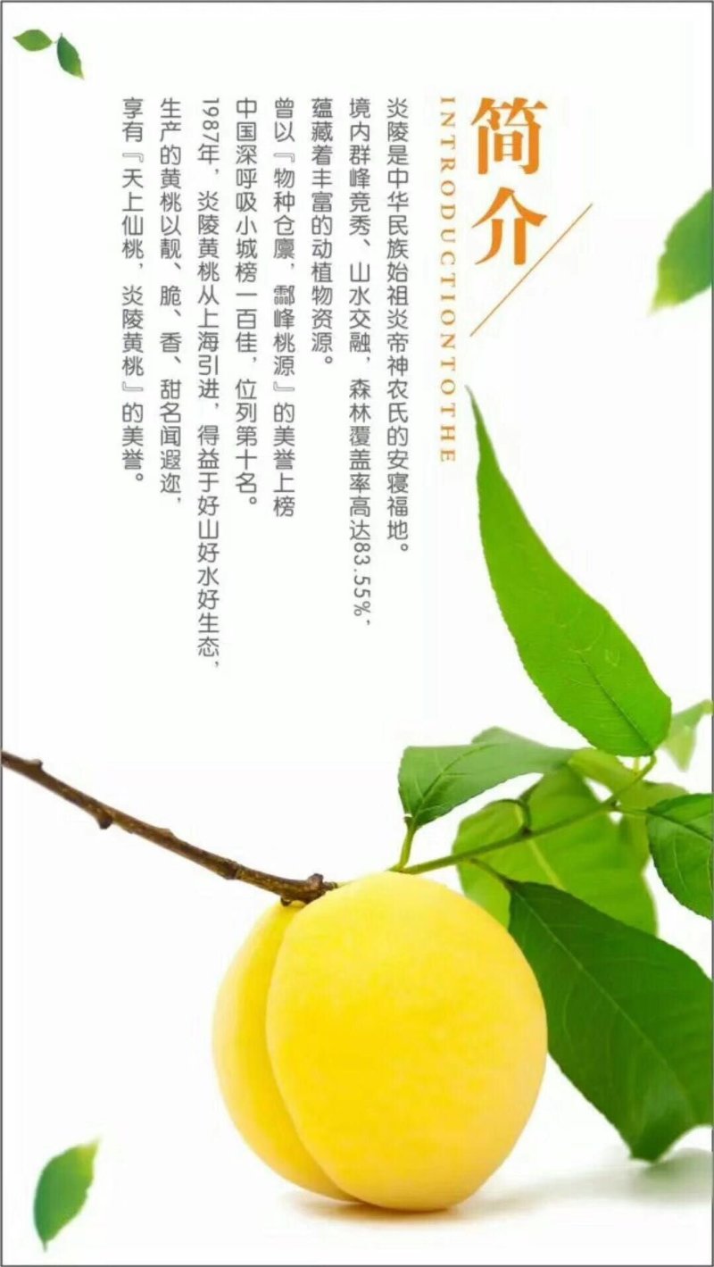 湖南炎陵黄桃基地直销，欢迎团购电商批发合作