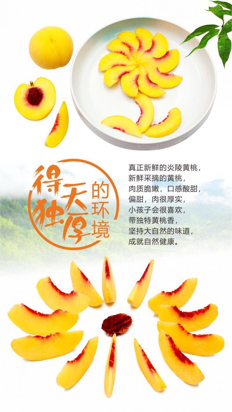 湖南炎陵黄桃基地直销，欢迎团购电商批发合作