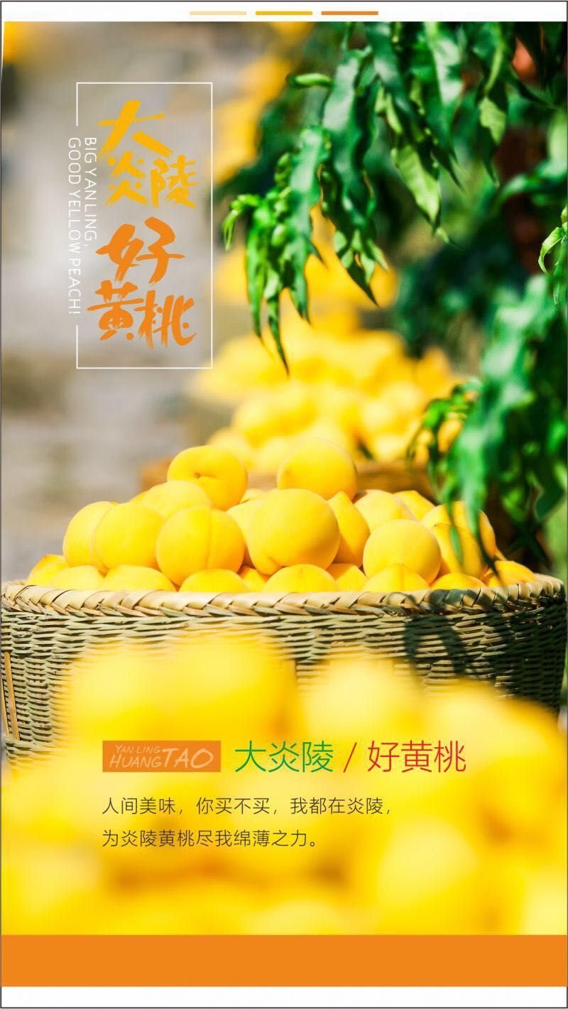 湖南炎陵黄桃基地直销，欢迎团购电商批发合作