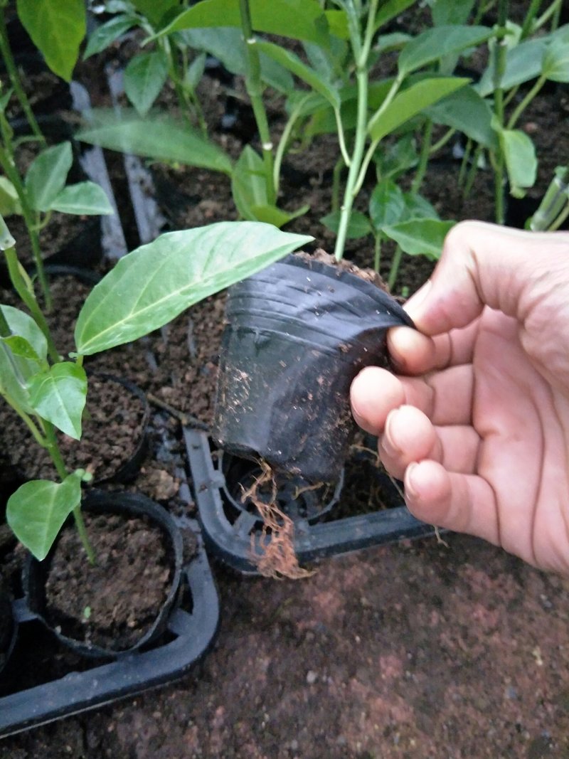 荔枝味百香果嫁接苗