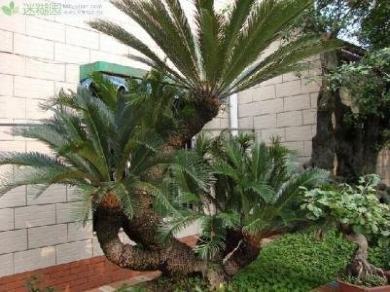 铁树苗【盆栽或地栽观赏植物】