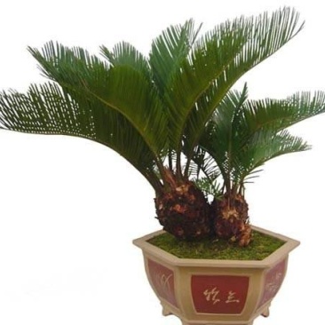铁树苗【盆栽或地栽观赏植物】