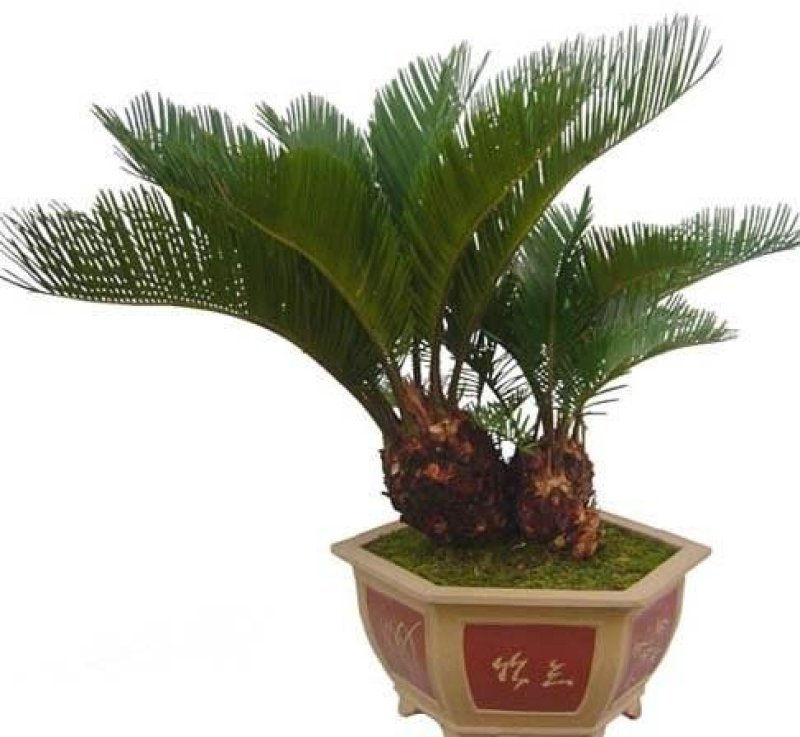 铁树苗【盆栽或地栽观赏植物】