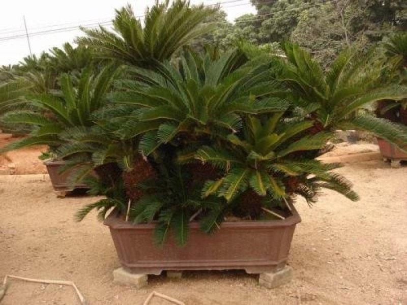 铁树苗【盆栽或地栽观赏植物】