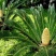 铁树苗【盆栽或地栽观赏植物】
