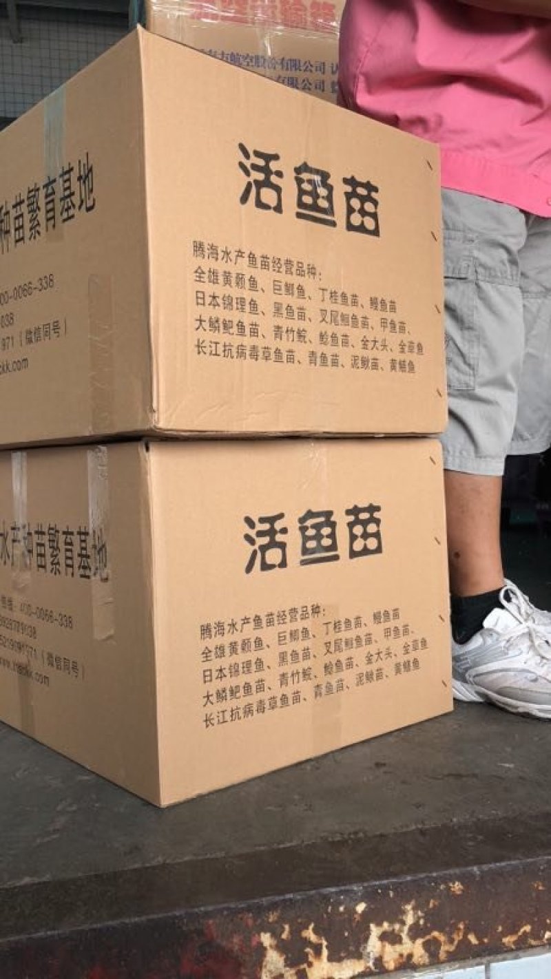红罗非鱼苗/罗非鱼苗/珍珠白罗鱼苗/彩色罗非苗+技术指导