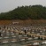 大白鲨鱼苗批发巴沙鱼苗批发+基地直供淡水沙鱼包销包技术