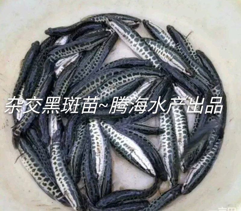 黑鱼苗批发供应生鱼苗乌鱼苗基地直供+技术指导包回收