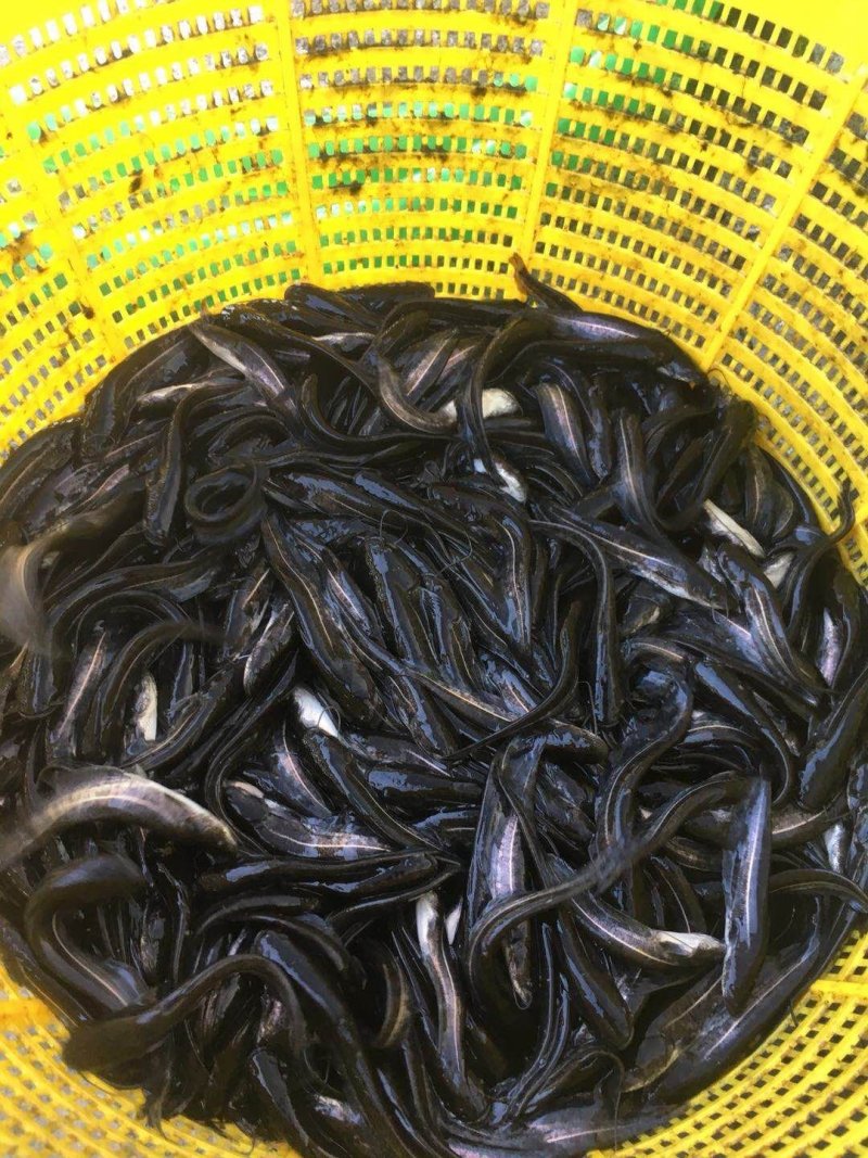 黑鱼苗批发供应生鱼苗乌鱼苗基地直供+技术指导包回收
