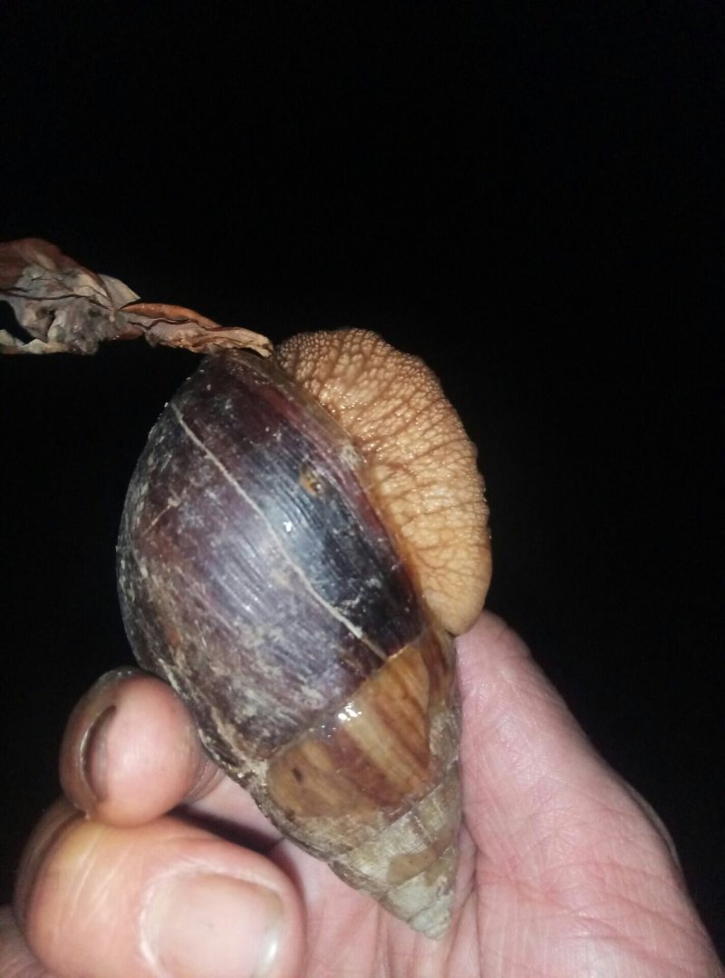 野生蜗牛色彩斑斓肉体鲜嫩