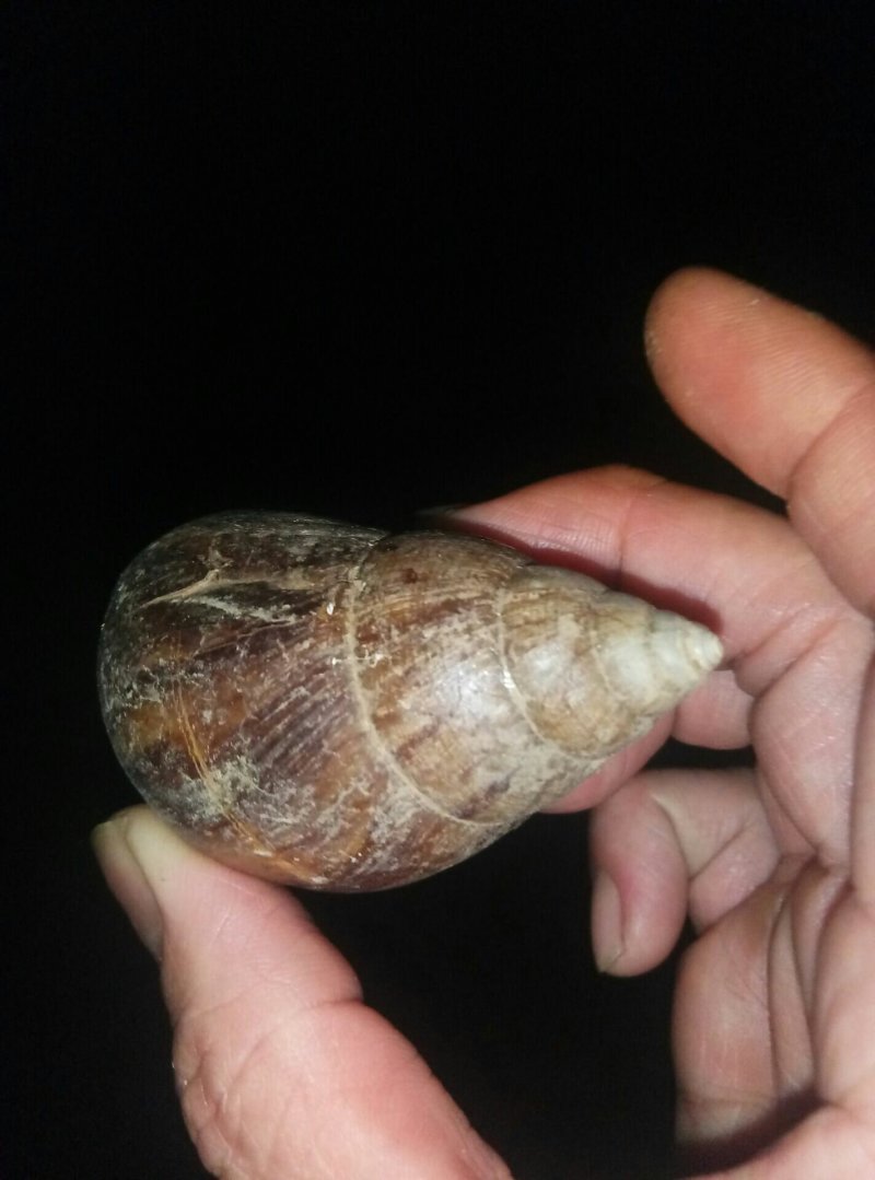 野生蜗牛色彩斑斓肉体鲜嫩